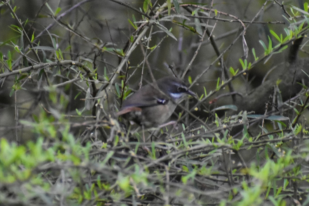 White-browed Scrubwren - ML642098598