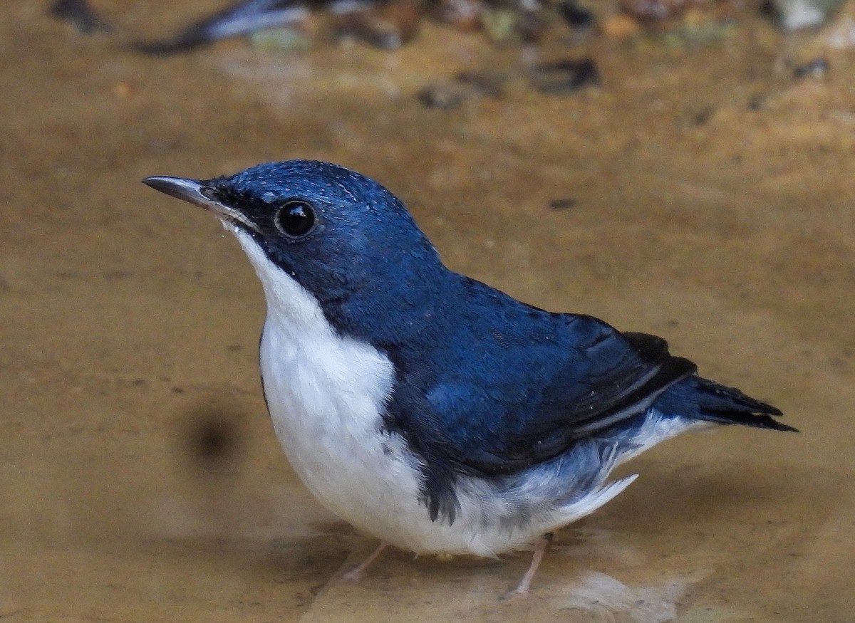Siberian Blue Robin - ML642098619