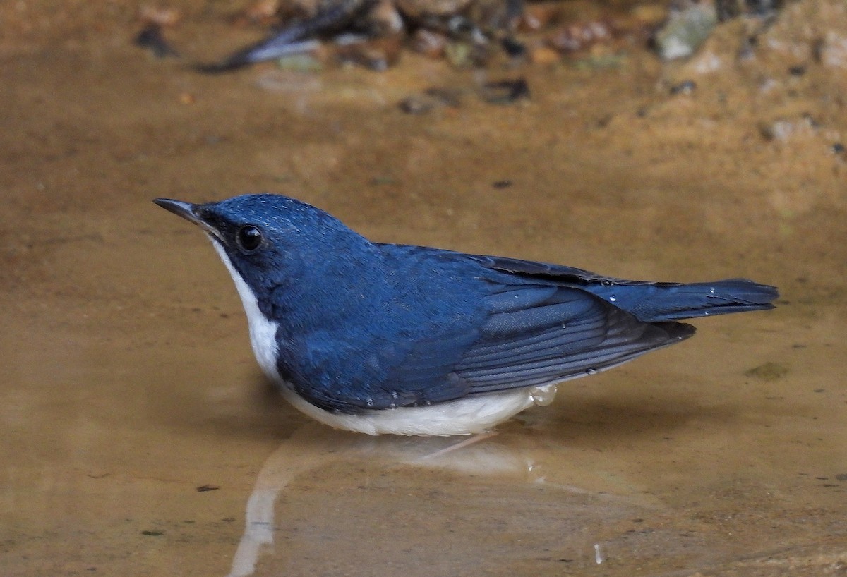 Siberian Blue Robin - ML642098620