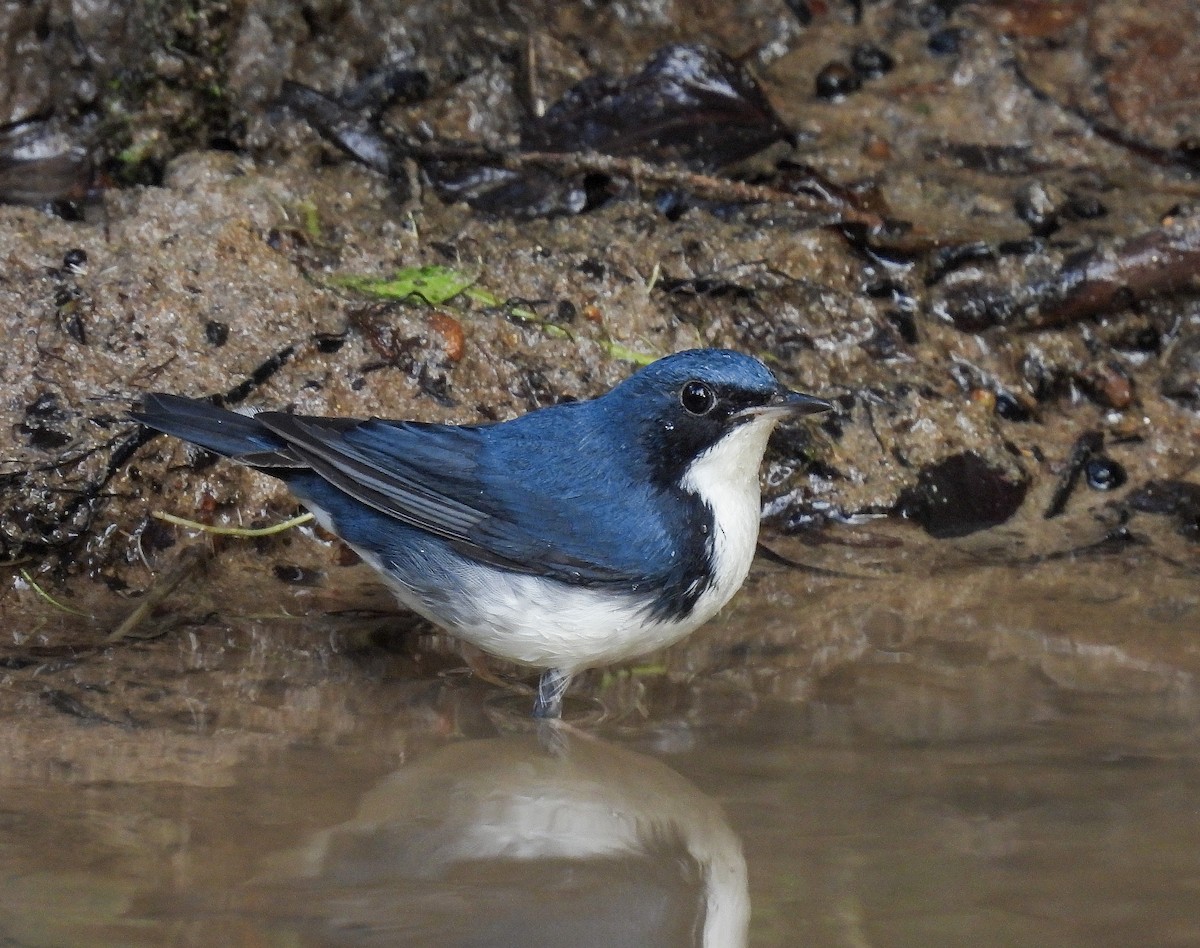 Siberian Blue Robin - ML642098621