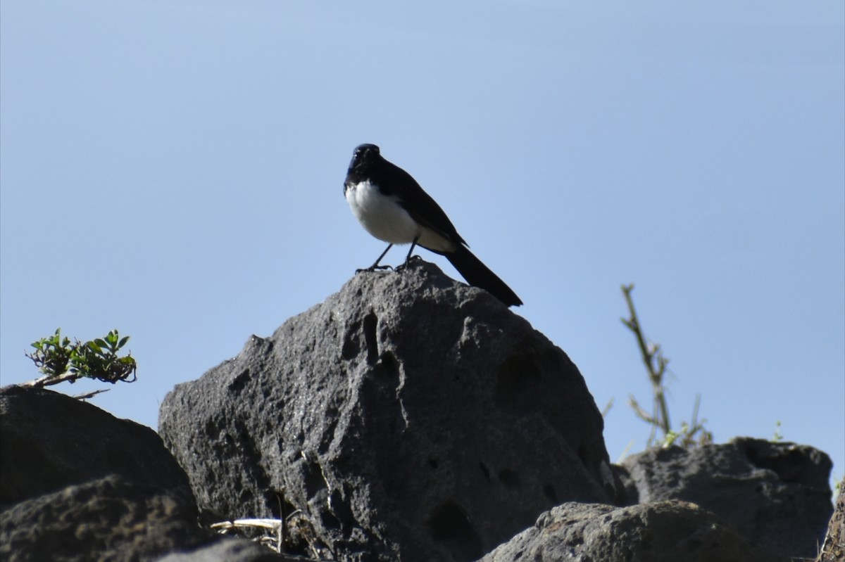 Willie-wagtail - ML642098648