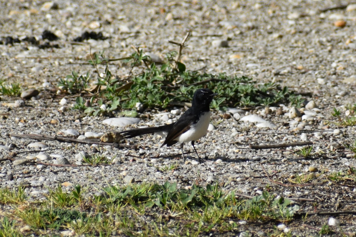 Willie-wagtail - ML642098649