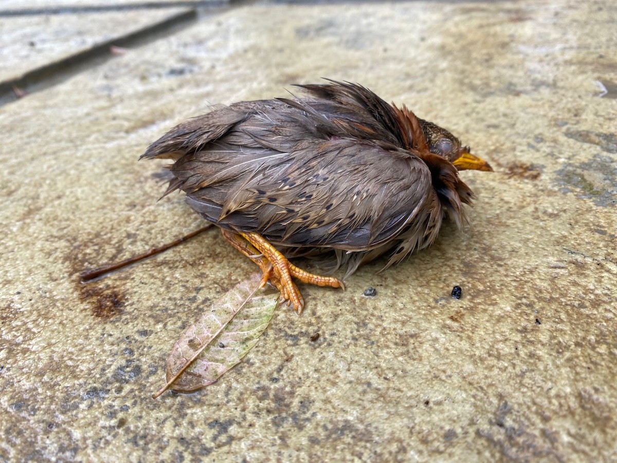 Yellow-legged Buttonquail - ML642098659