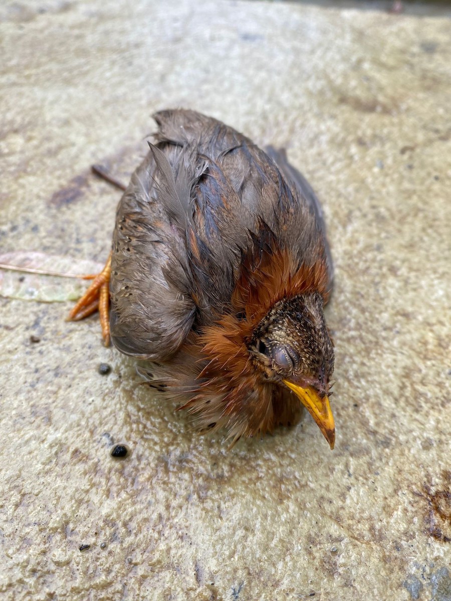 Yellow-legged Buttonquail - ML642098660