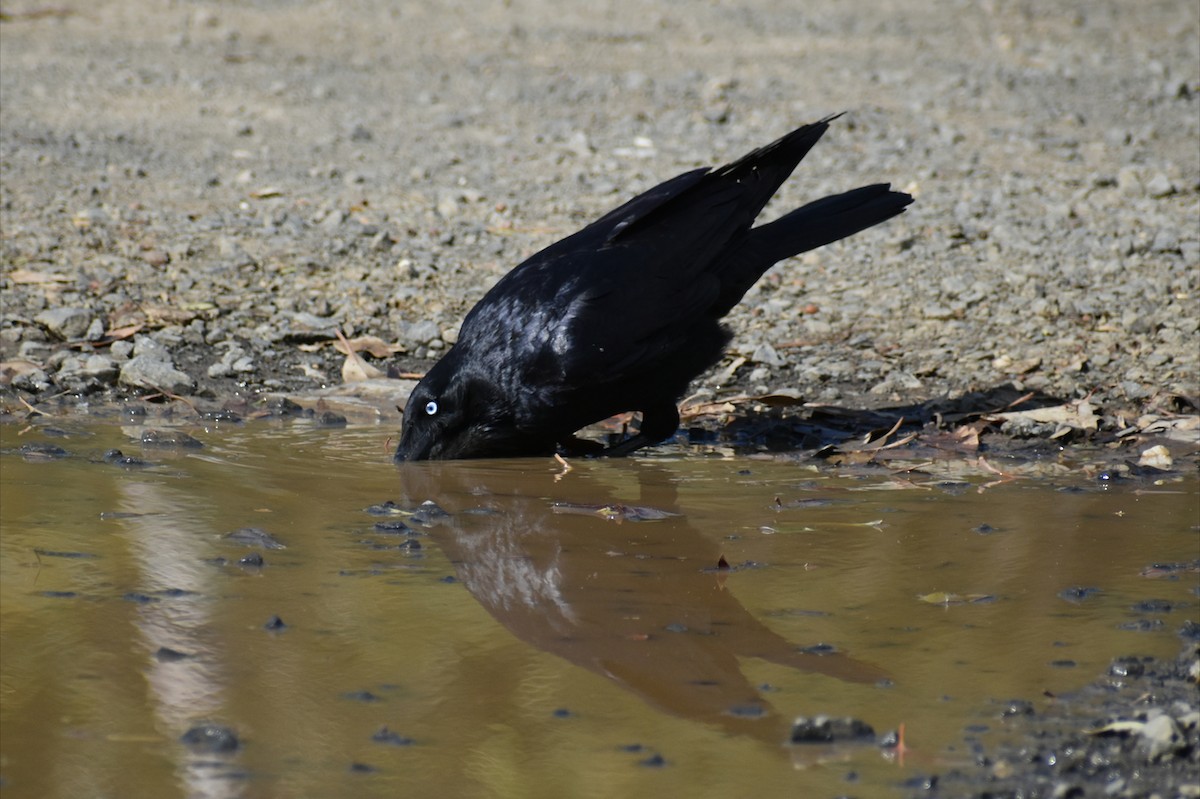 Little Raven - ML642098661