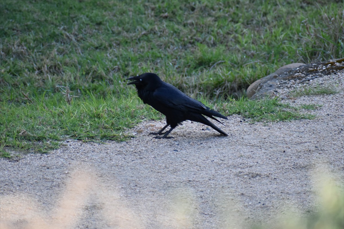 Little Raven - ML642098662
