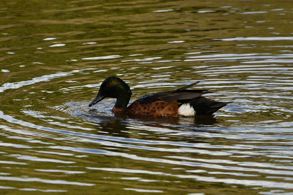 Chestnut Teal - ML642098670