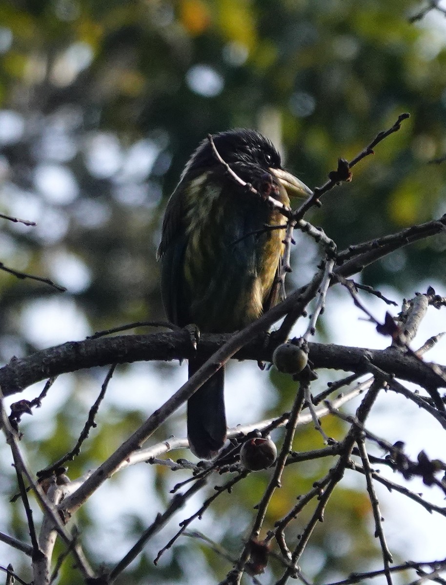 Great Barbet - ML642098689