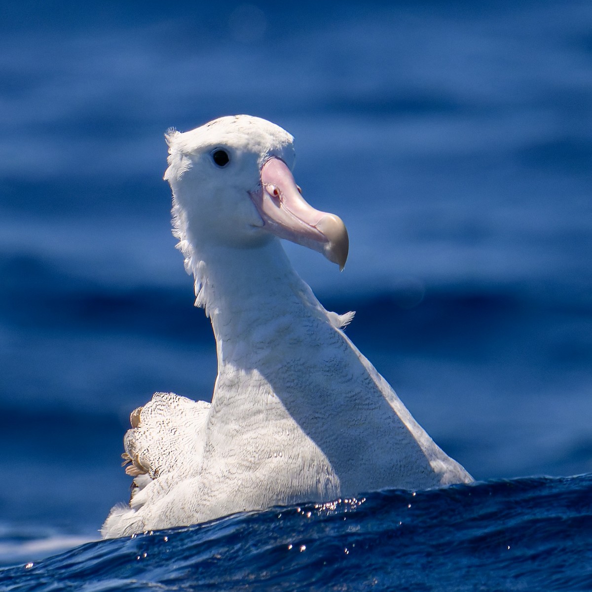 Antipodean Albatross (Gibson's) - ML642098692