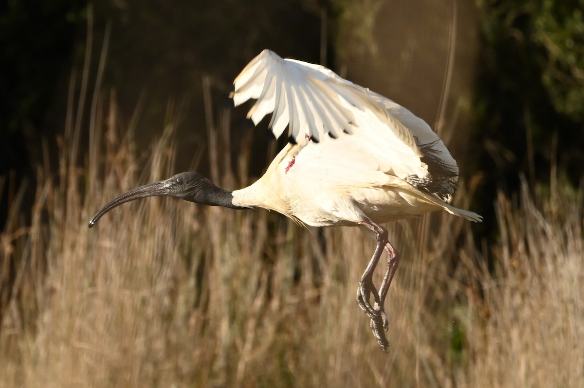 Australian Ibis - ML642098697