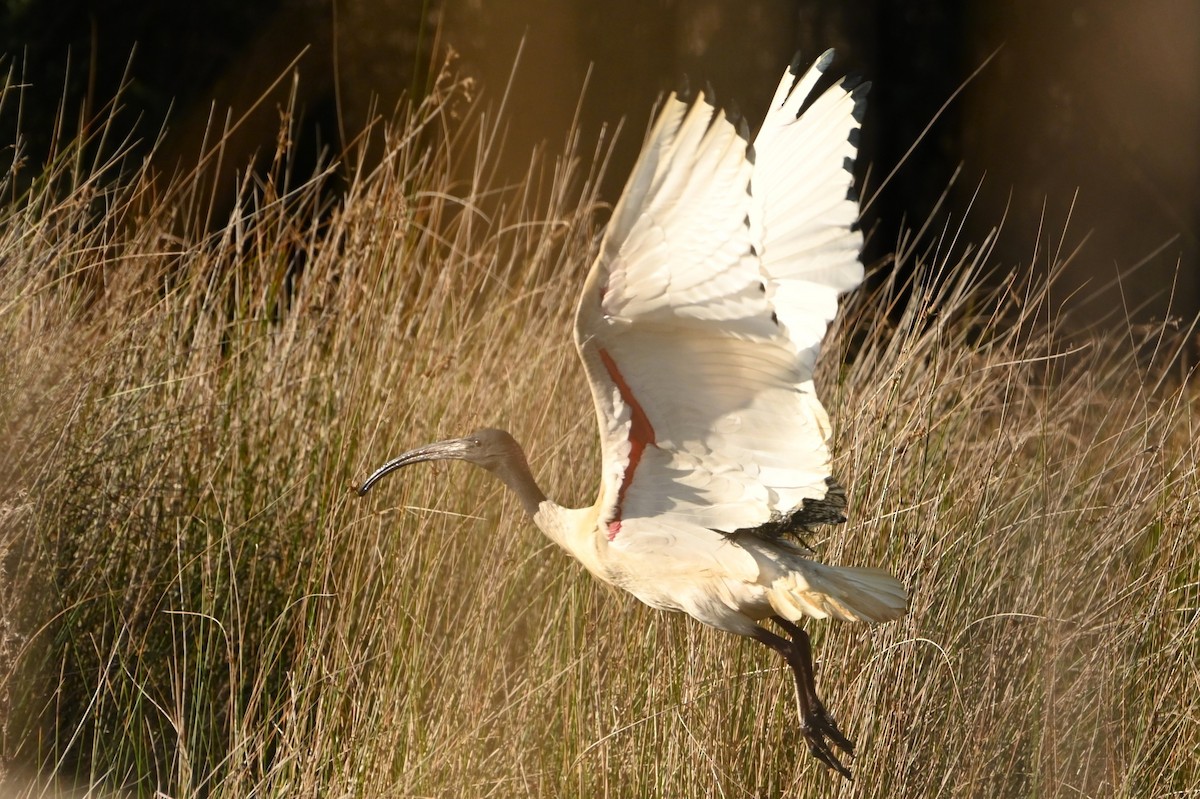Australian Ibis - ML642098698