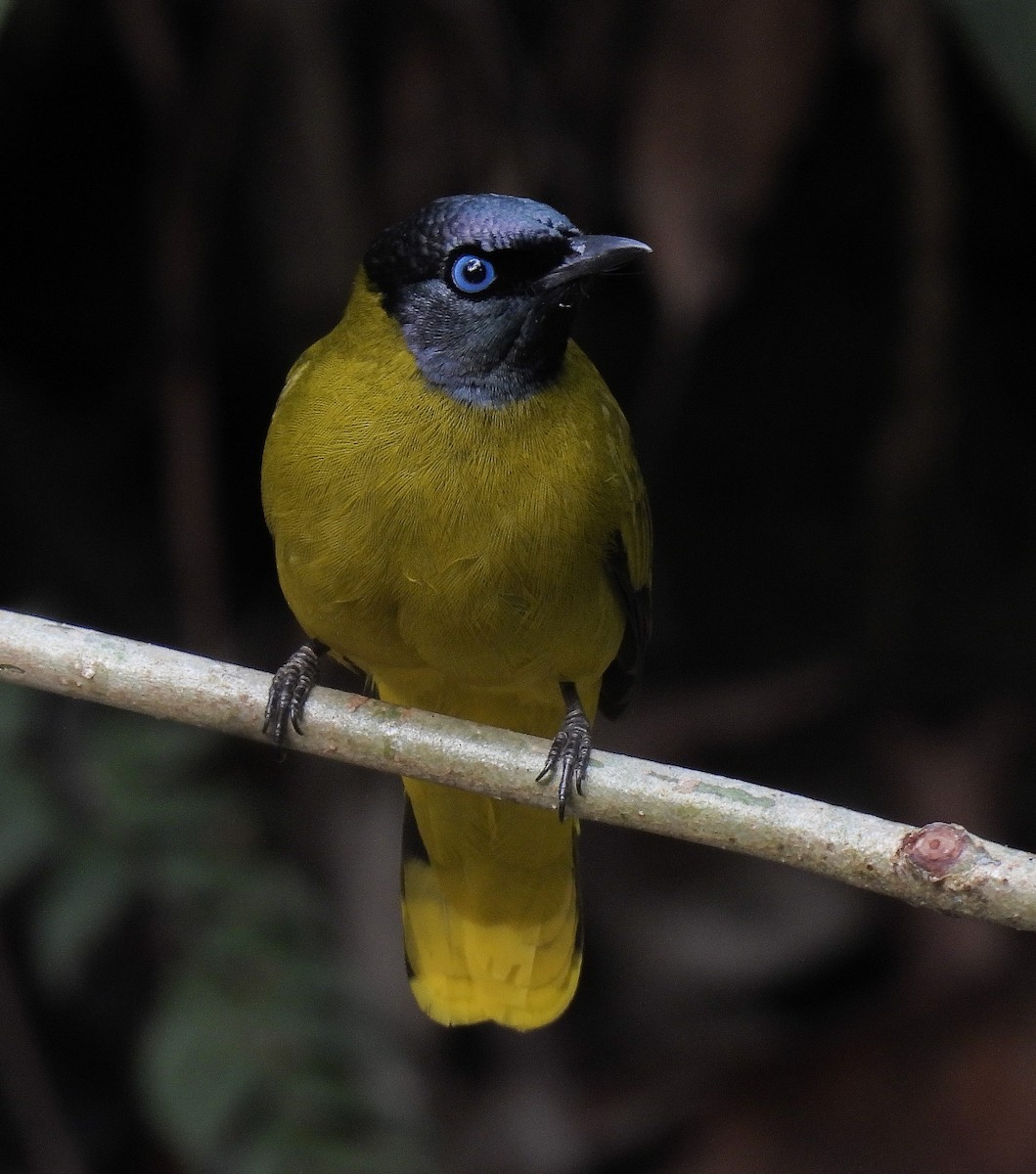 Black-headed Bulbul - ML642098699