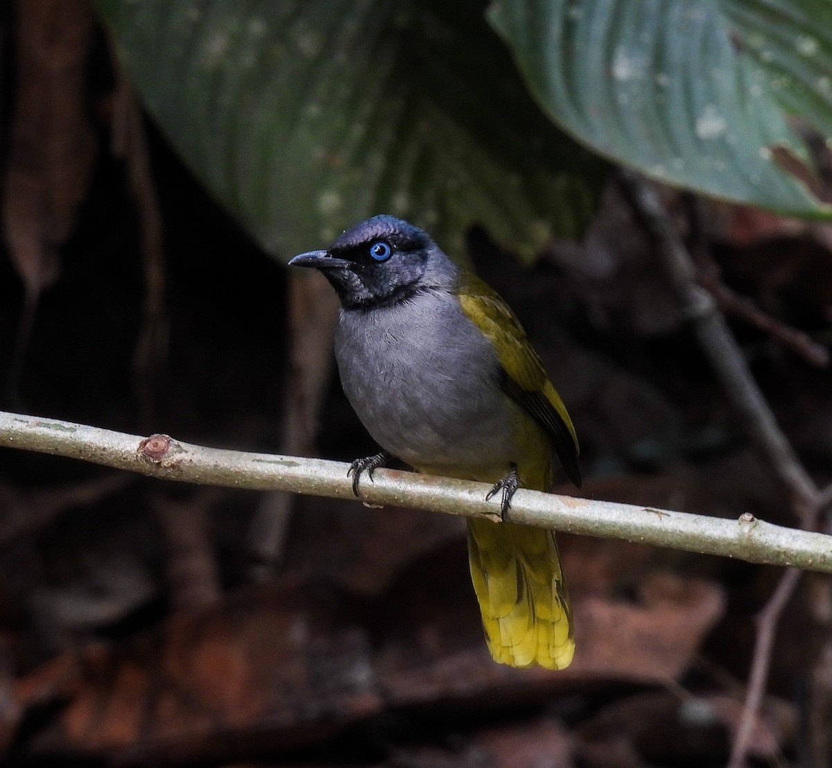 Black-headed Bulbul - ML642098700
