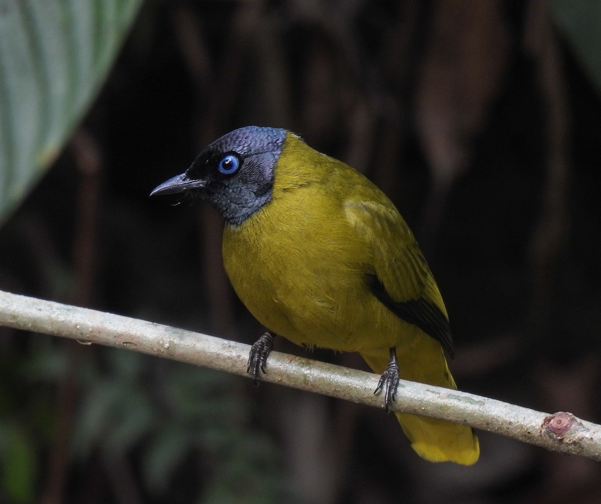 Black-headed Bulbul - ML642098701