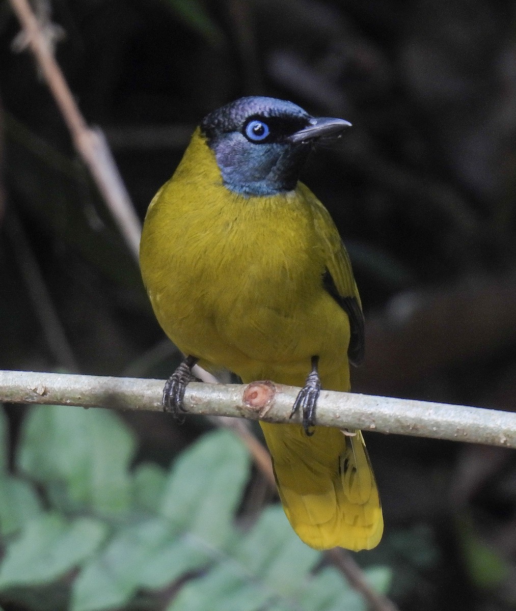 Black-headed Bulbul - ML642098704