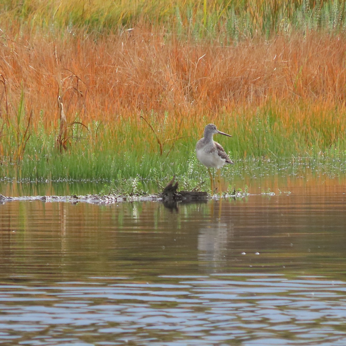 Greater Yellowlegs - ML642098705