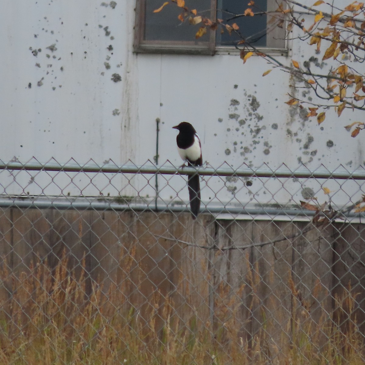 Black-billed Magpie - ML642098719