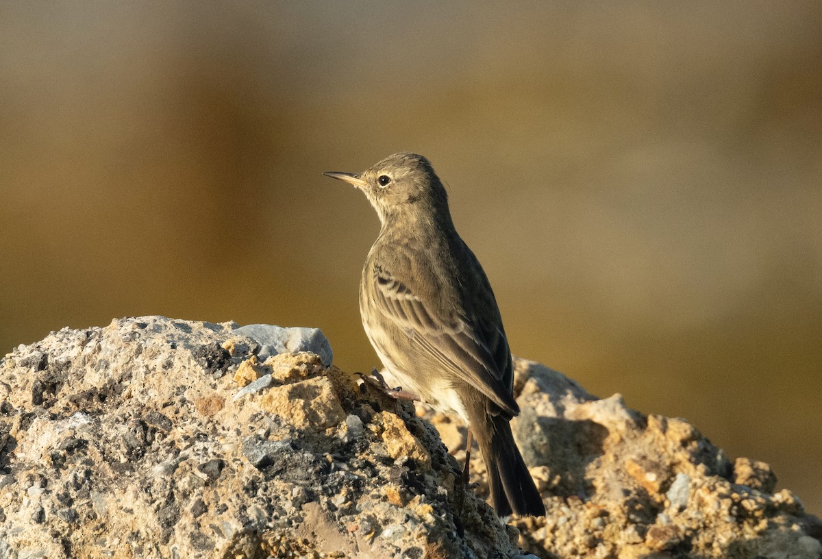 Rock Pipit - ML642098730