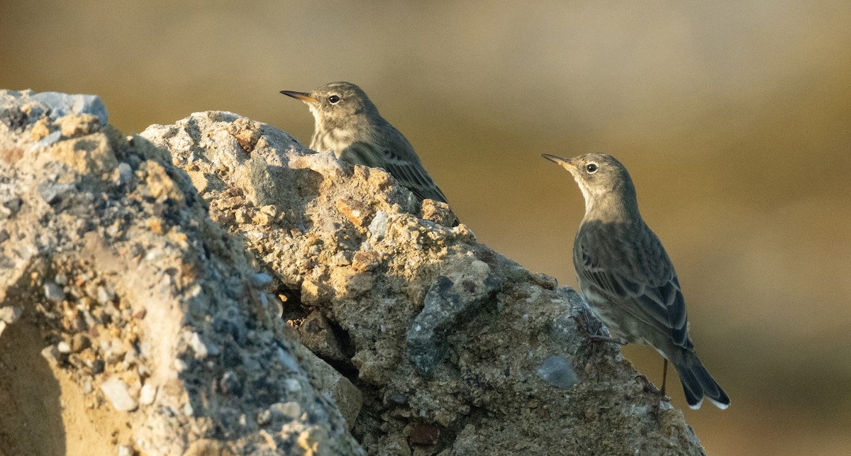 Rock Pipit - ML642098731
