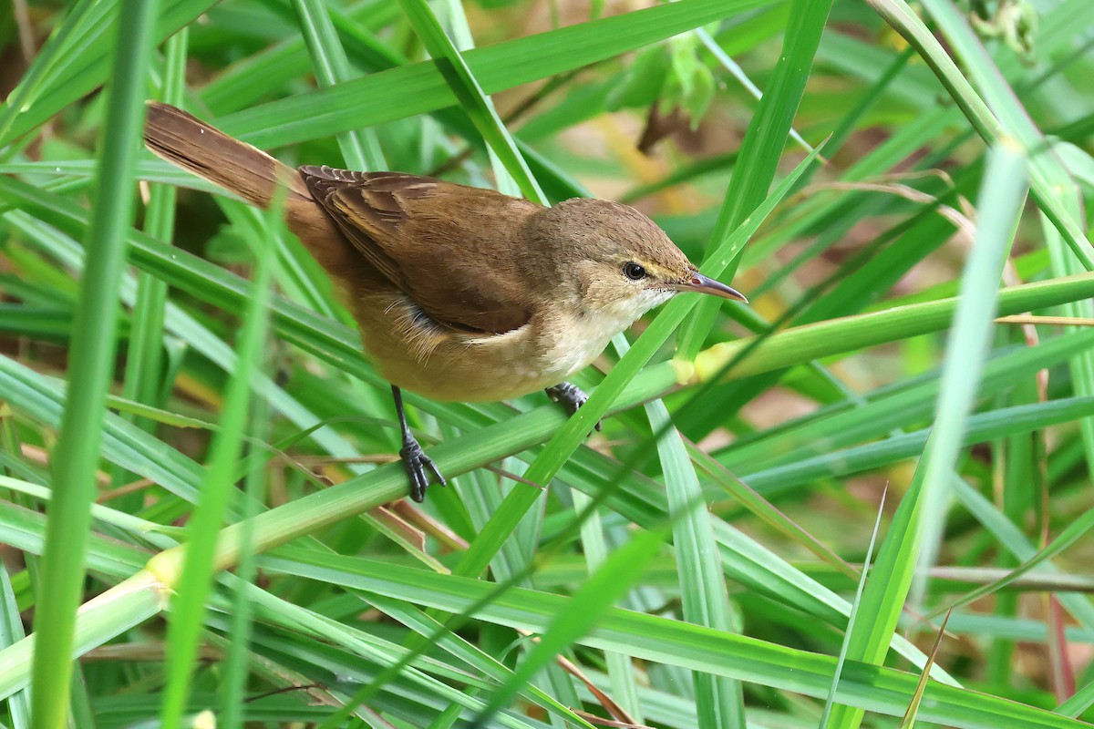 Australian Reed Warbler - ML642098732
