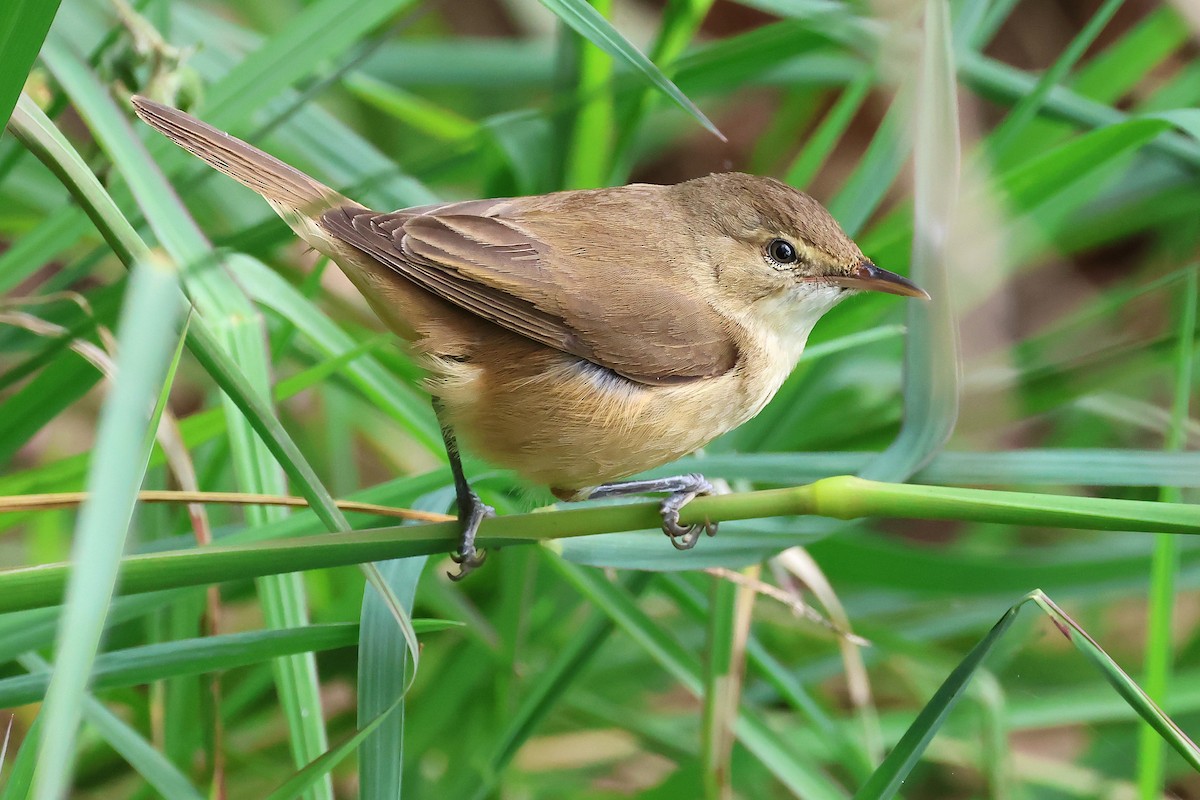 Australian Reed Warbler - ML642098733
