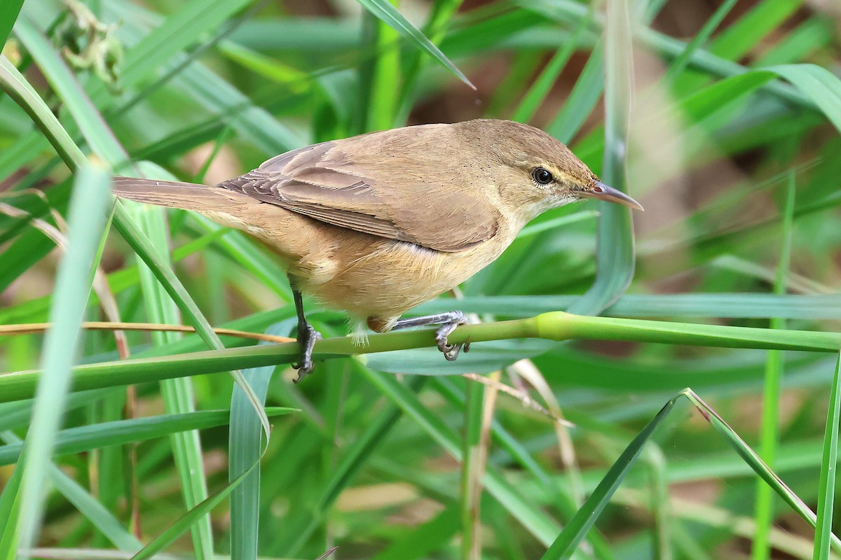 Australian Reed Warbler - ML642098734