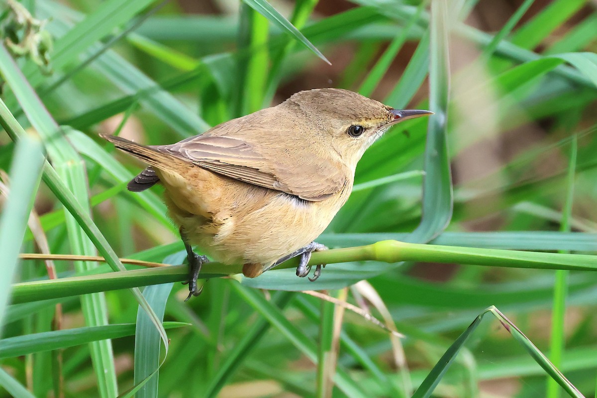 Australian Reed Warbler - ML642098735