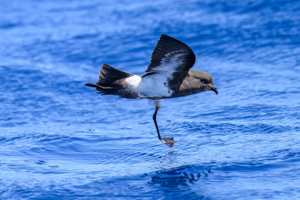 Black-bellied Storm-Petrel - ML642098739