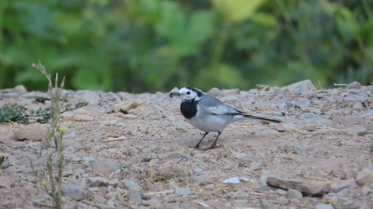 White Wagtail - ML642098741