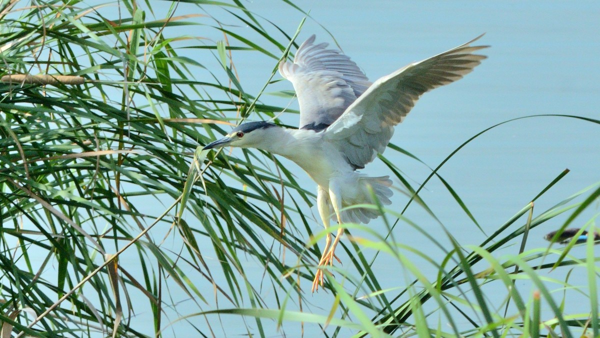 ゴイサギ - ML642098744