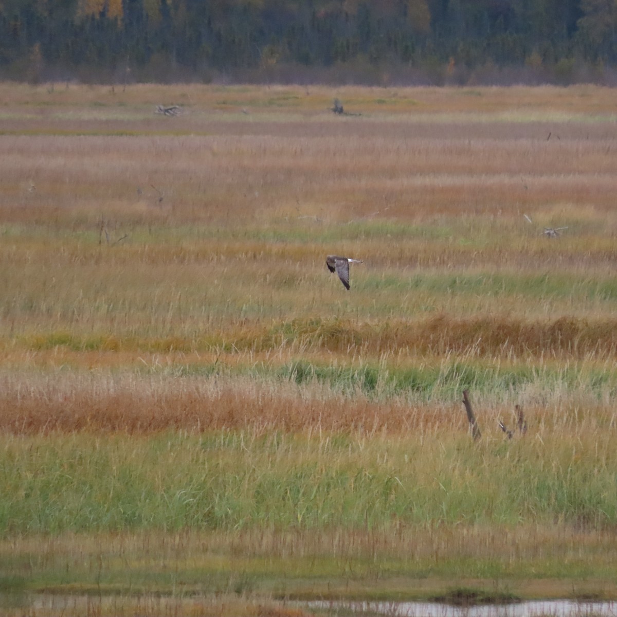 Northern Harrier - ML642098746