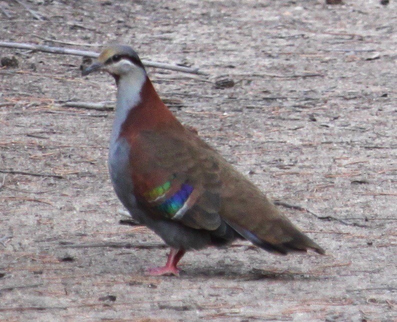 Colombine élégante - ML642098751