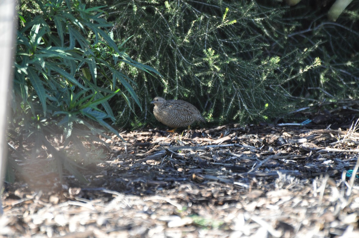 Brown Quail - ML642098752