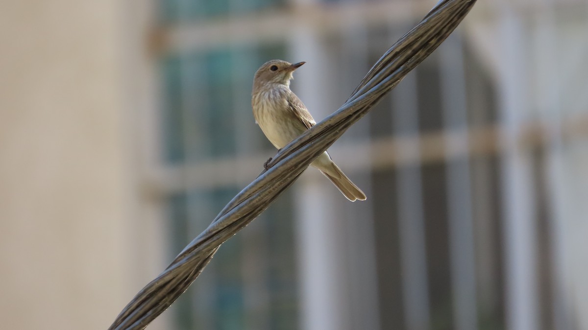 Spotted Flycatcher - ML642098754