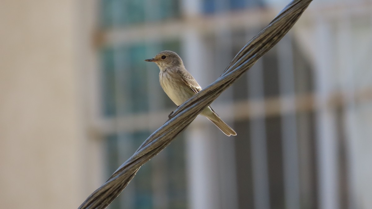Spotted Flycatcher - ML642098756