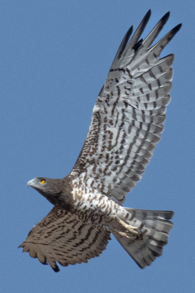 Short-toed Snake-Eagle - ML642098766