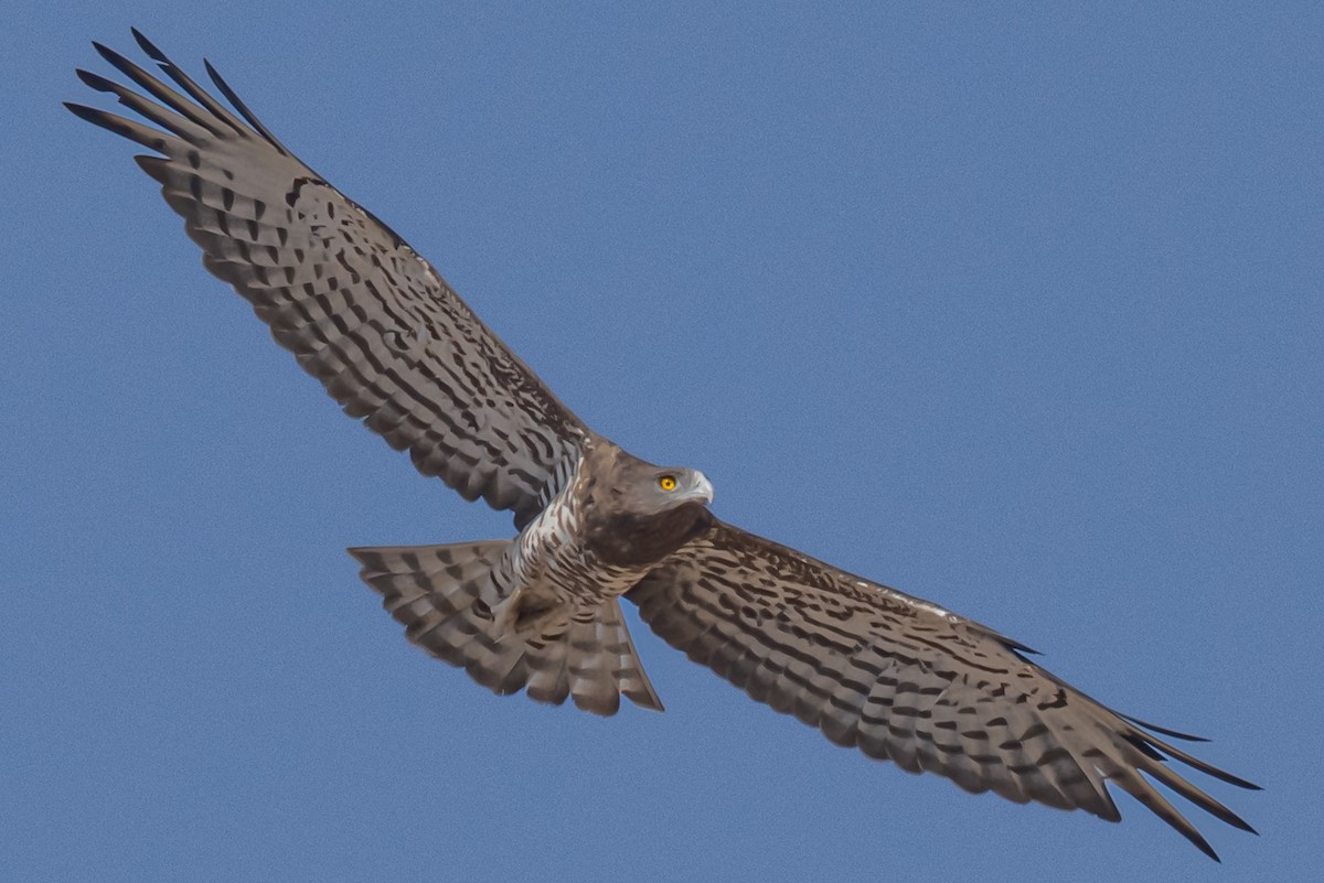 Short-toed Snake-Eagle - ML642098767