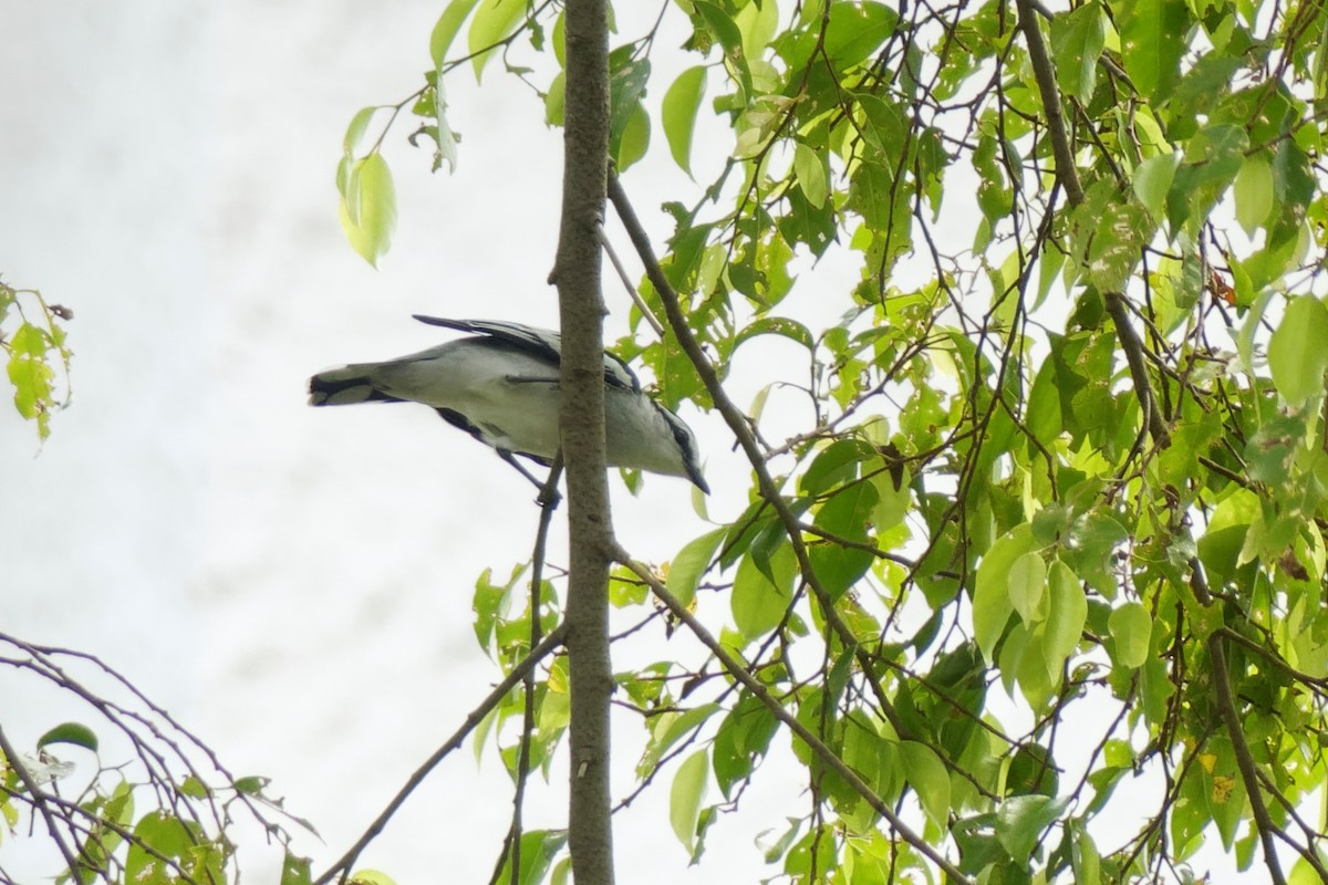 Pied Triller - ML642098786
