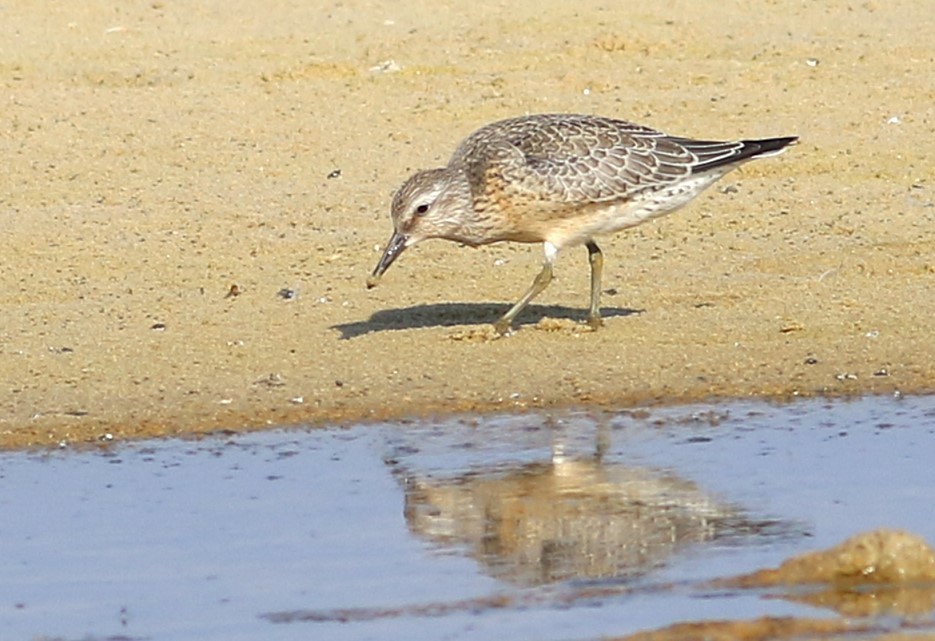 Bécasseau maubèche - ML642098790