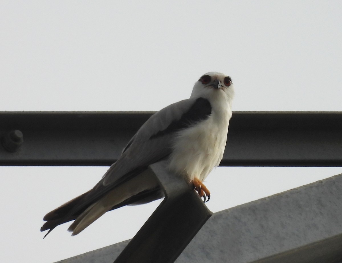 Black-shouldered Kite - ML642098795