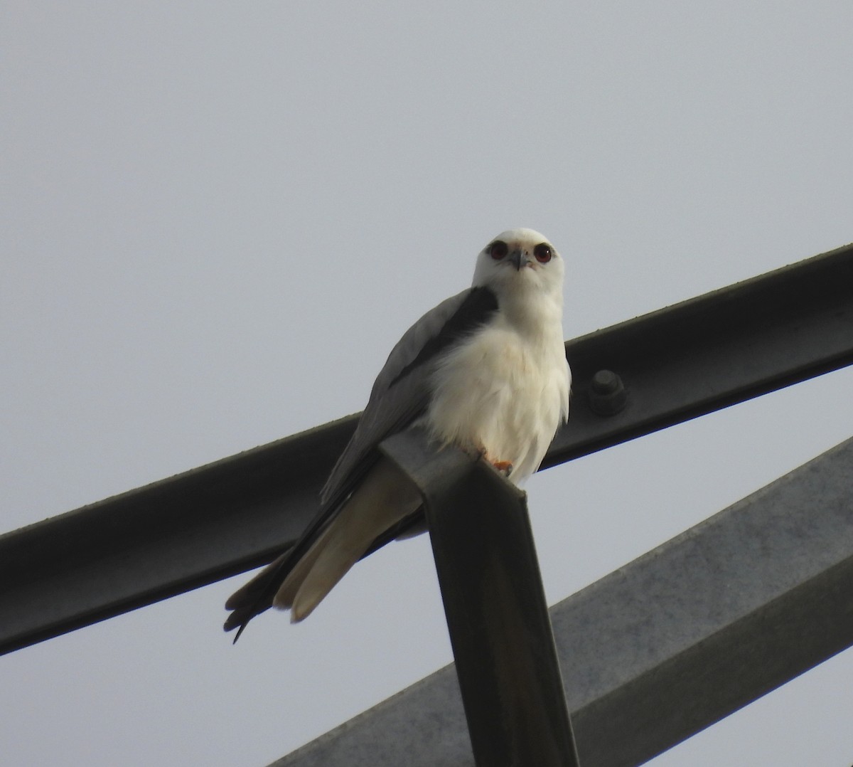 Black-shouldered Kite - ML642098796