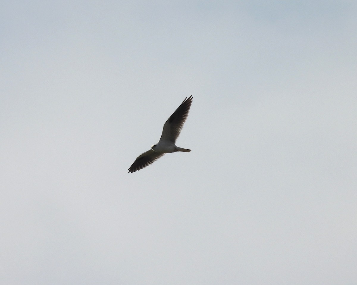 Black-shouldered Kite - ML642098798