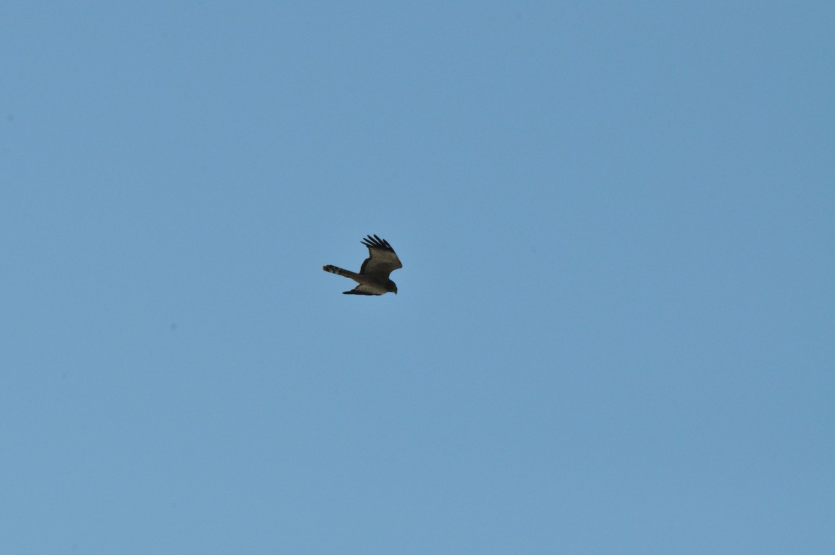 Spotted Harrier - ML642098806