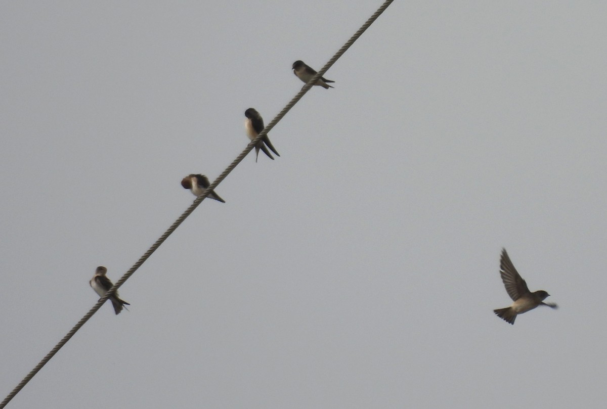 Fairy Martin - ML642098807