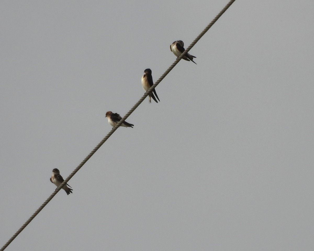 Fairy Martin - ML642098810