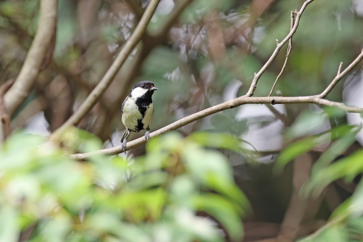 Asian Tit (Japanese) - ML642098834