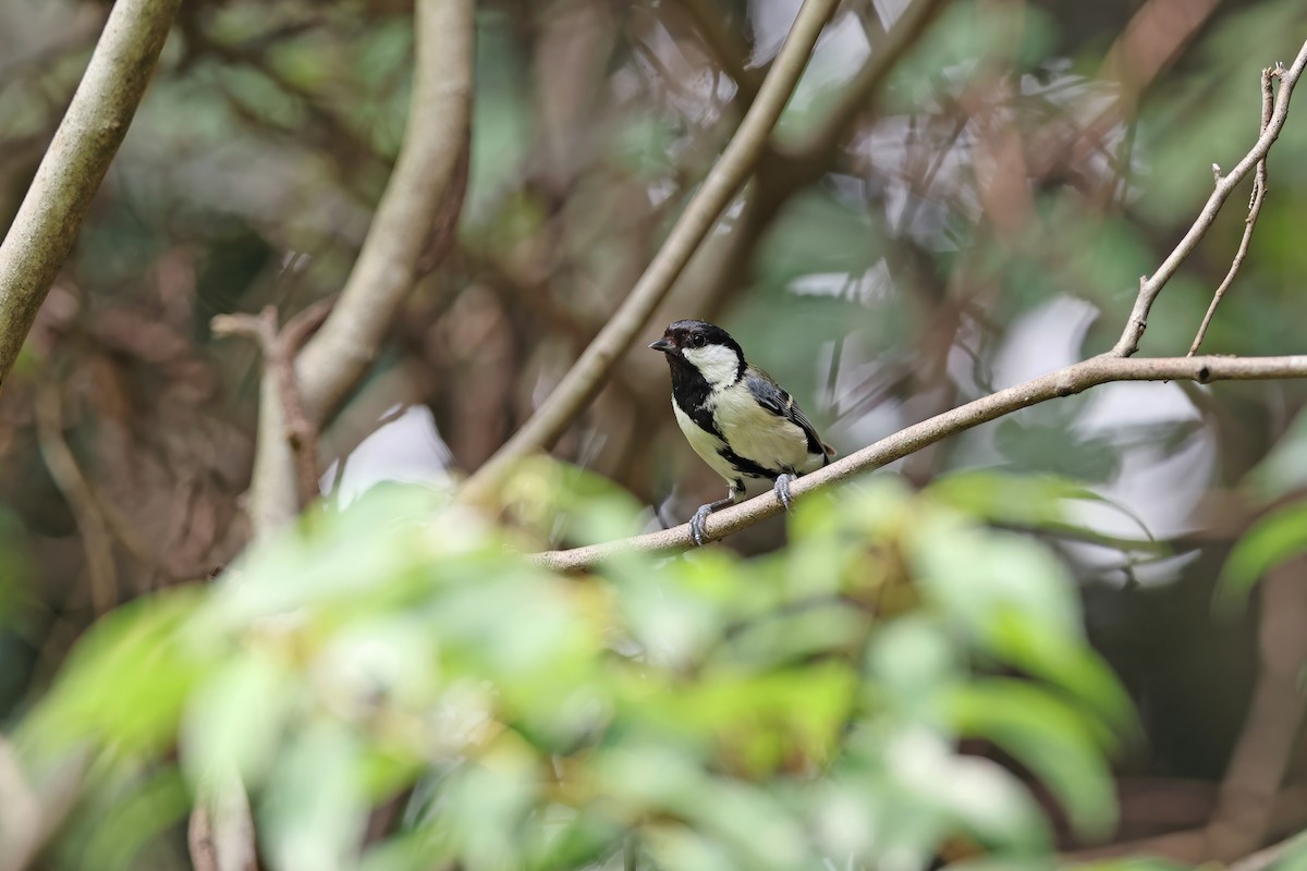 Asian Tit (Japanese) - ML642098835