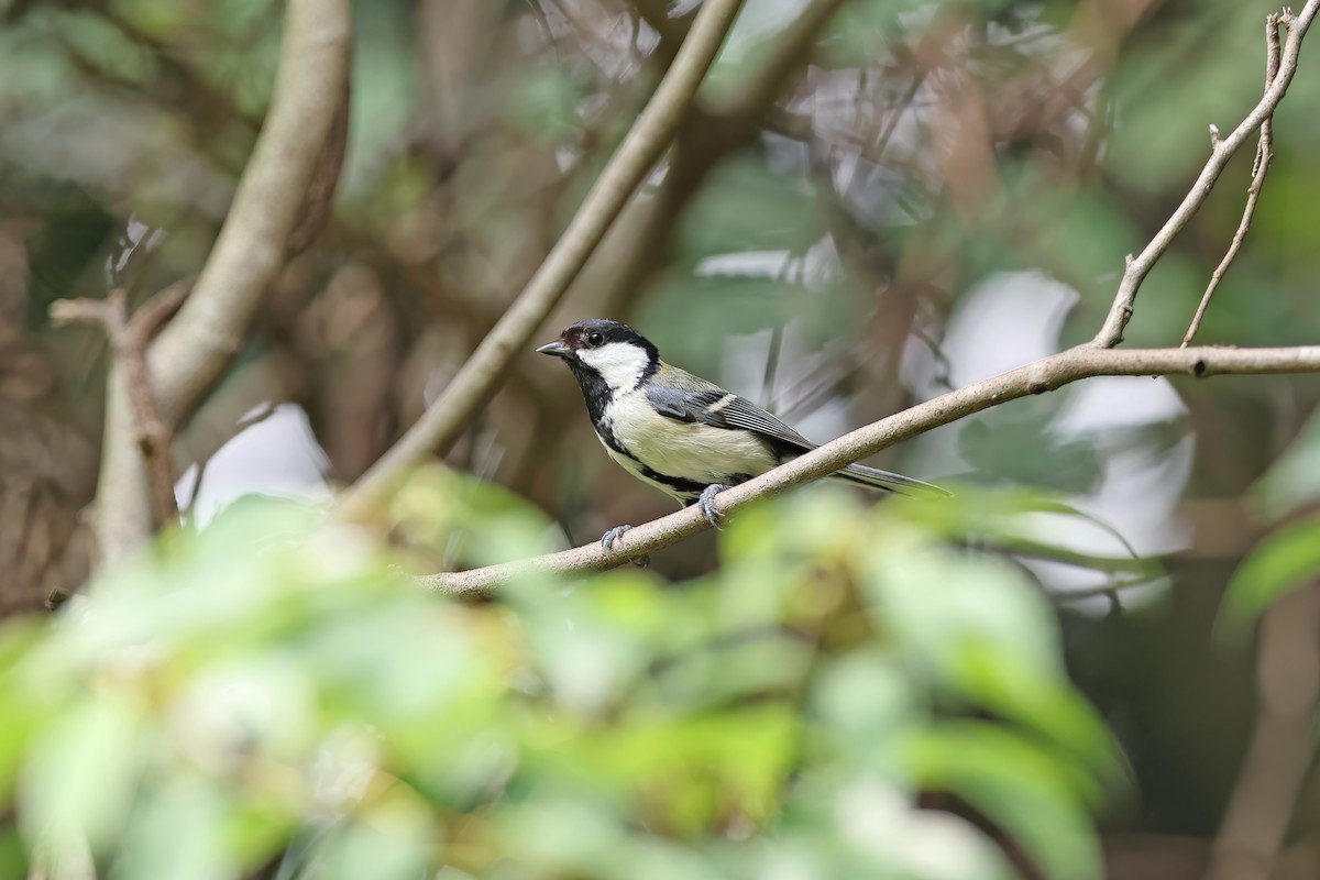 Asian Tit (Japanese) - ML642098836