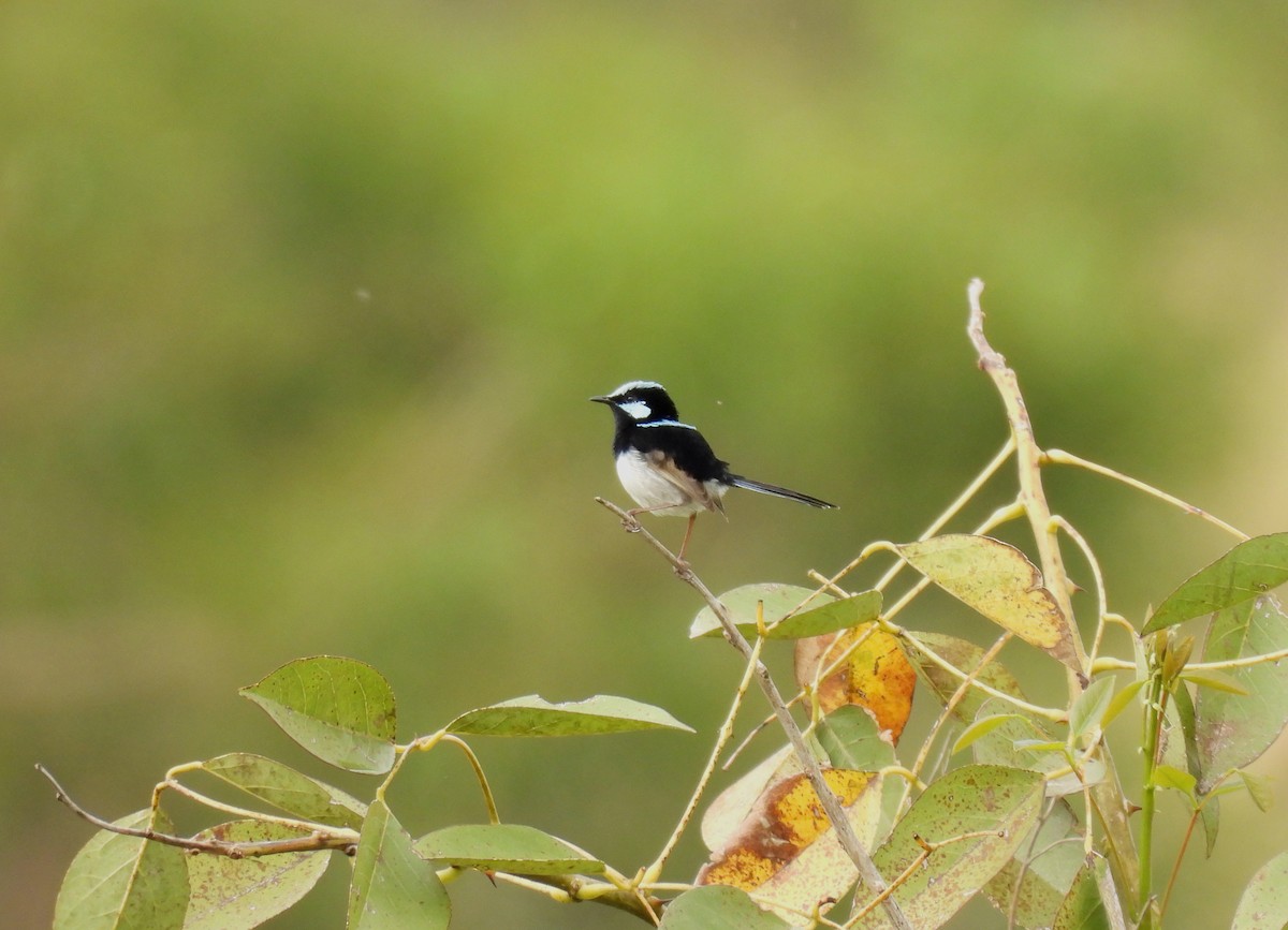 Superb Fairywren - ML642098844