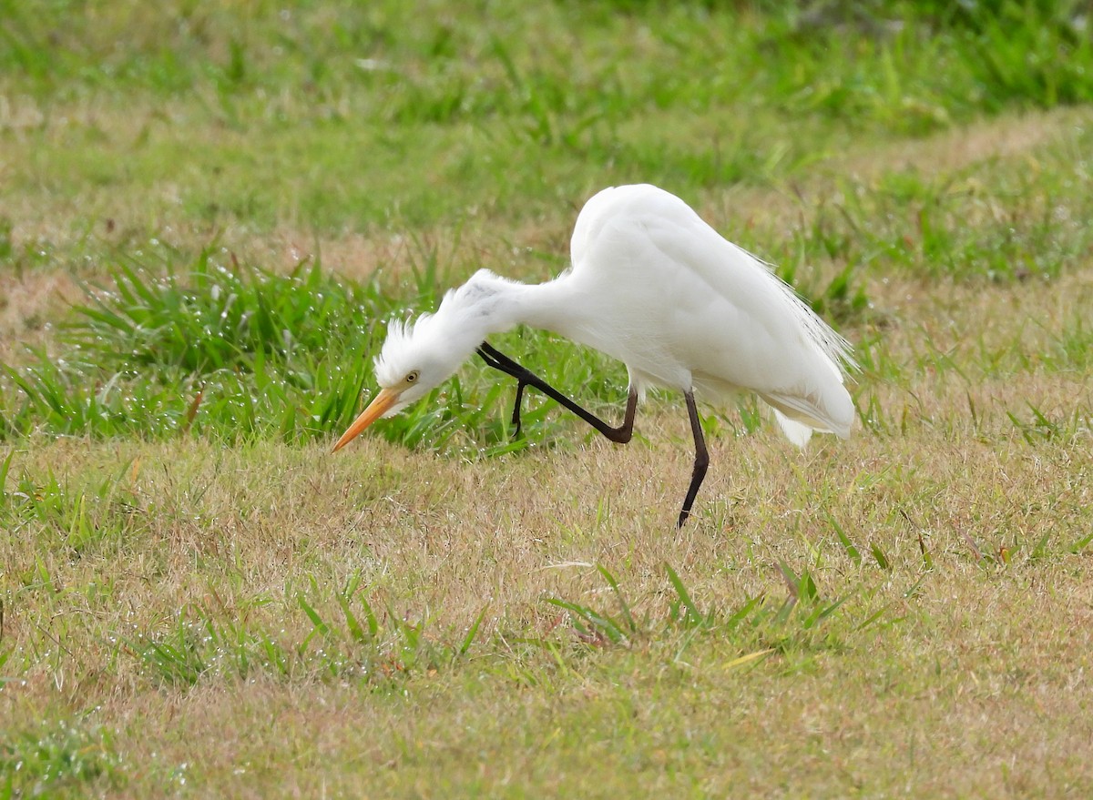 Plumed Egret - ML642098852